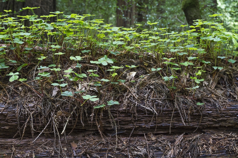 Clover on Redwood - USA - 2014 - California, Oregon, Washington