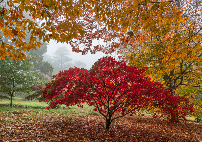 Batsford - 01 - Batsford Arboretum - October 2018