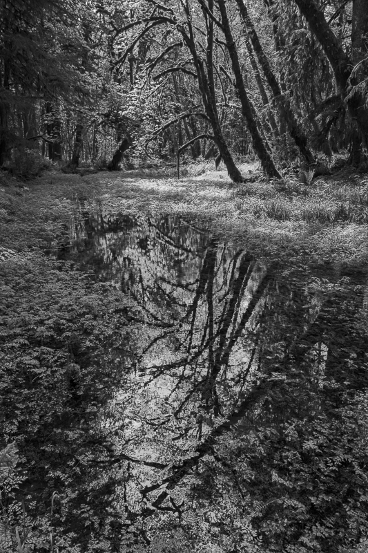 Pond Reflected Trees - USA - 2014 - California, Oregon, Washington