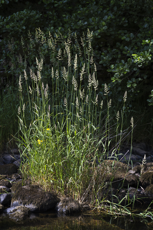 Tall Grasses - Lake District - Prior to mid 2019