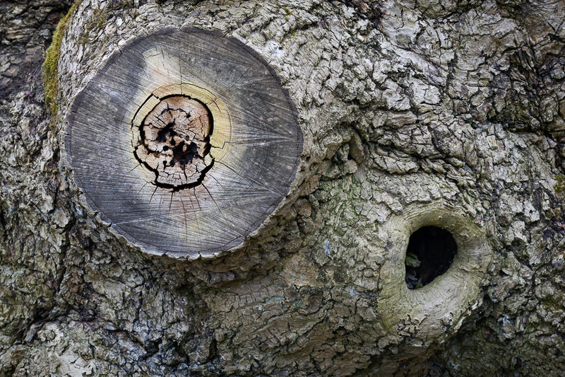 Day 14 - Oak - On Bredon Hill - 2016