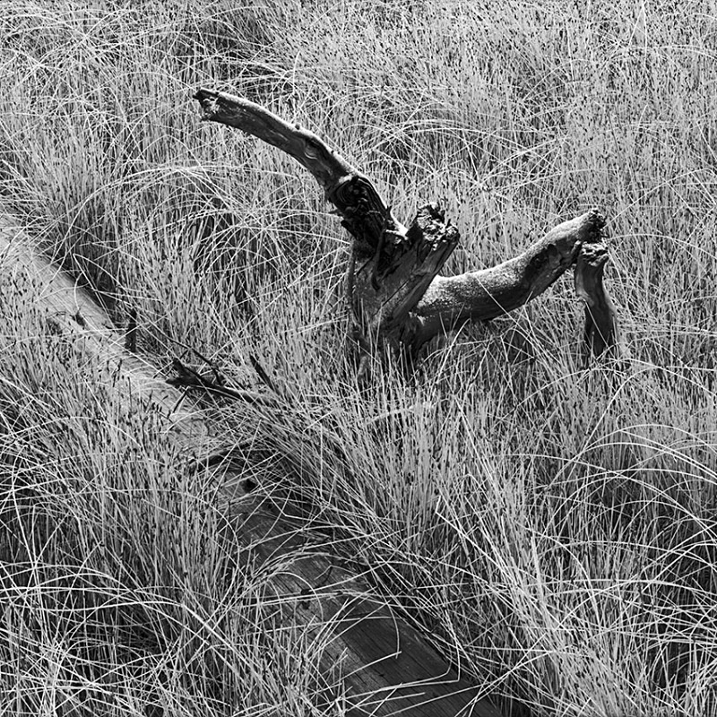 1114 - Logs in Reedy Grass - USA - 2005 - Yellowstone NP & the Tetons