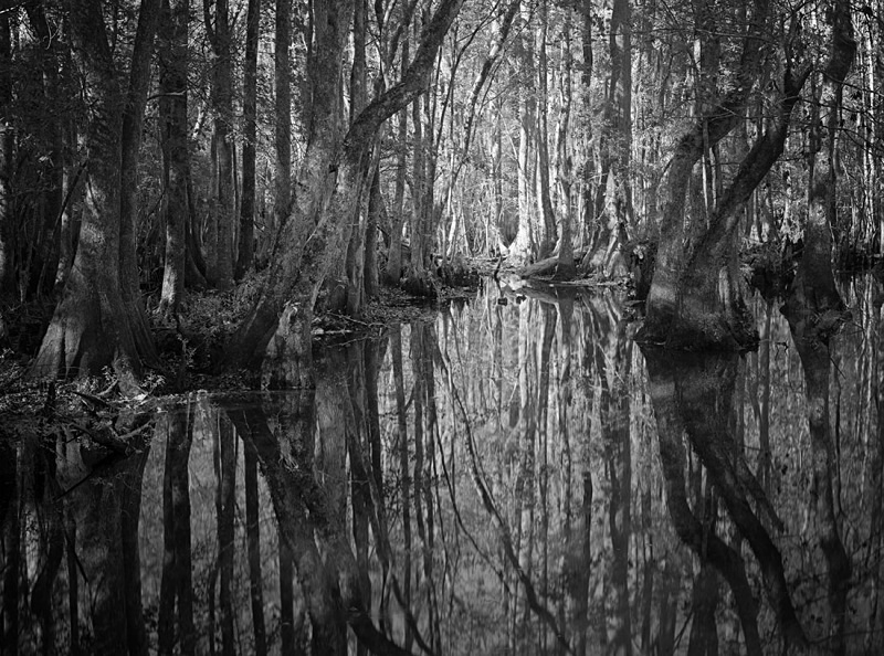 1652 - Bald Cypress Reflections 3 - USA - 2007 - South Carolina & Georgia