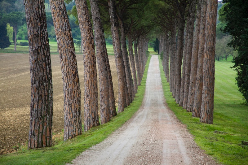 Perugia - Pine Drive - Umbria - April 2010