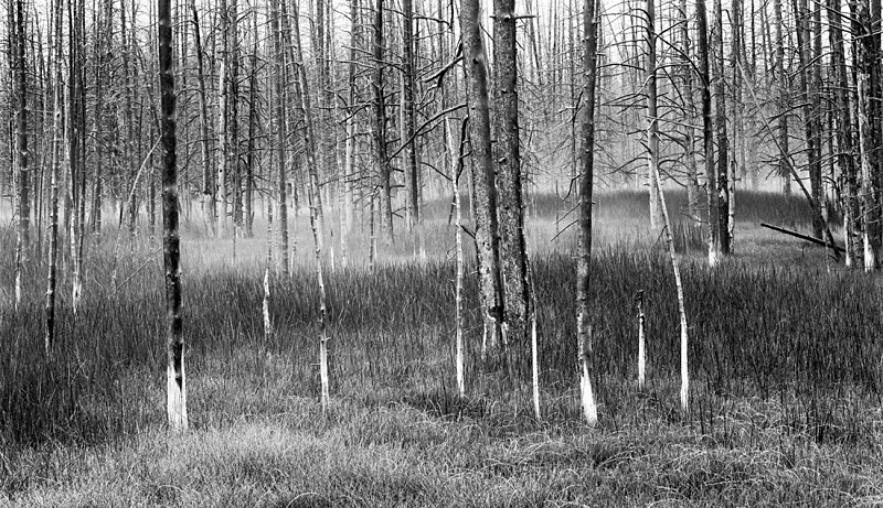 1113 - Lodgepole Pines 4 - USA - 2005 - Yellowstone NP & the Tetons