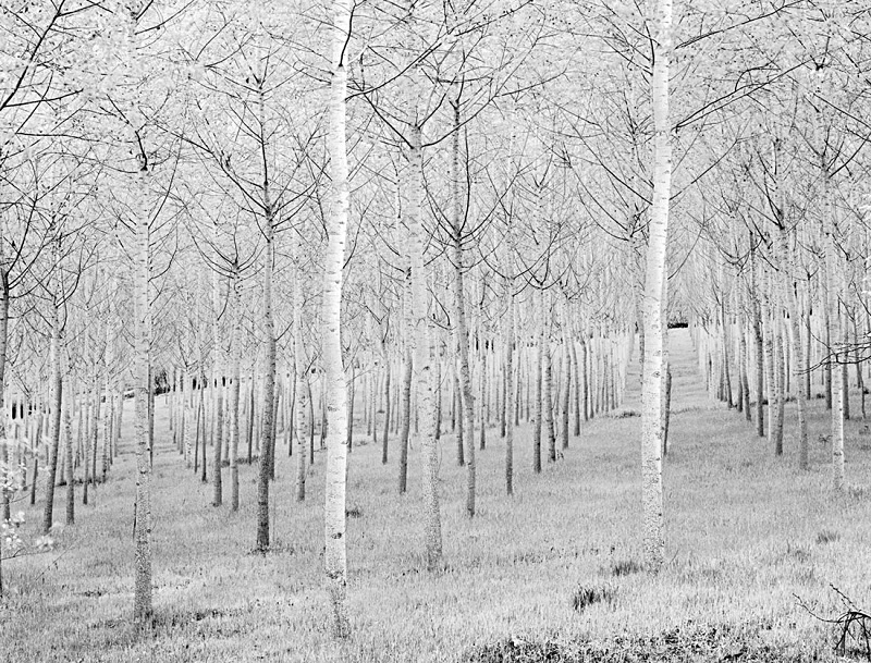 0536 - Birch Plantation - Trees & Plants