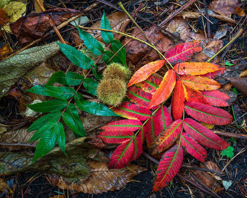 Batsford - 07 - Batsford Arboretum - October 2018