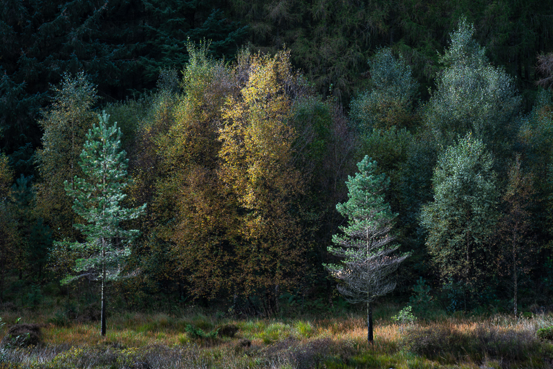 Blea Tarn Trees - Lake District - October 2019