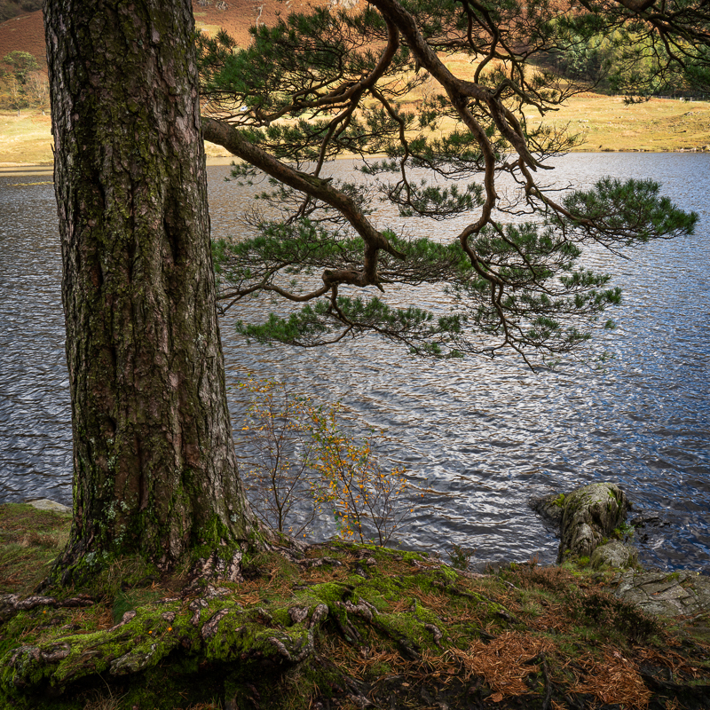 Blea Tarn Pine - Lake District - October 2019