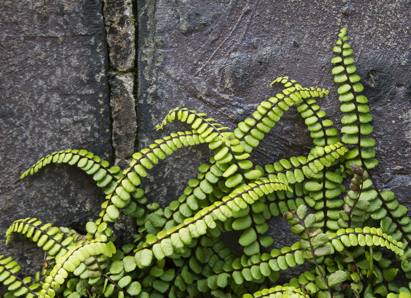 Miniature Fern - Worcester Birmingham Canal