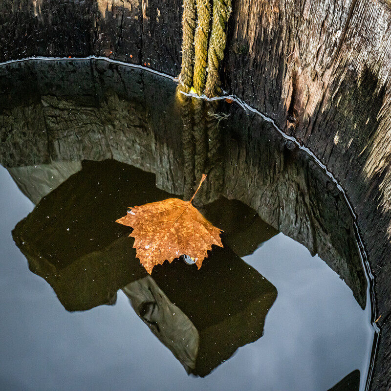 Leaf in a Barrel - Droitwich & Worcester Canals & River Severn