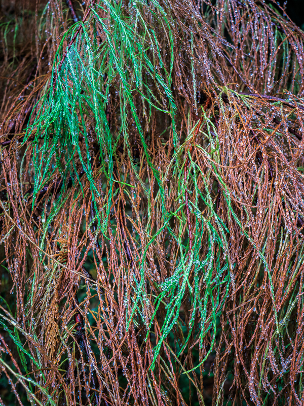 Batsford - 14 - Batsford Arboretum - October 2018