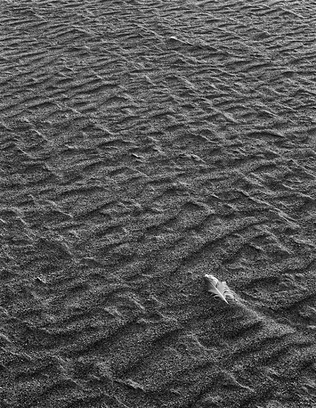 0824 - Beached Feather - Hebrides & Skye - 2004