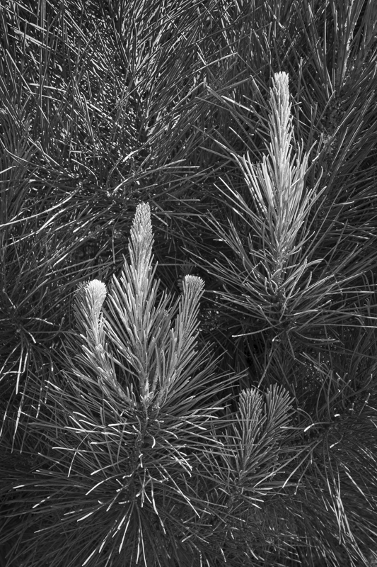 Pine Candles - Mono - USA - 2014 - California, Oregon, Washington