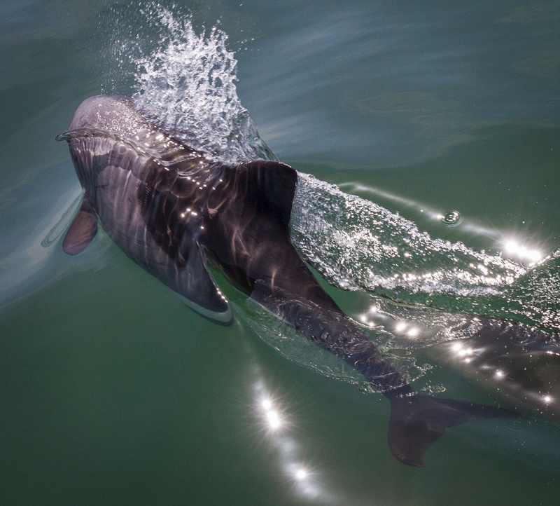 Dolphin - Namibia - 2014