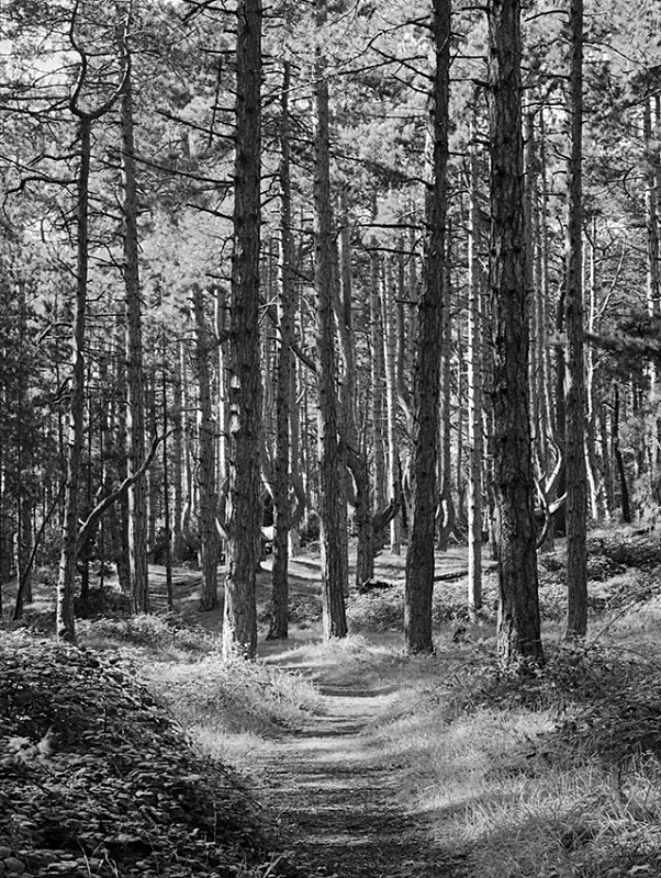 1551 - Corsican Pines  Path 1 - Images from England