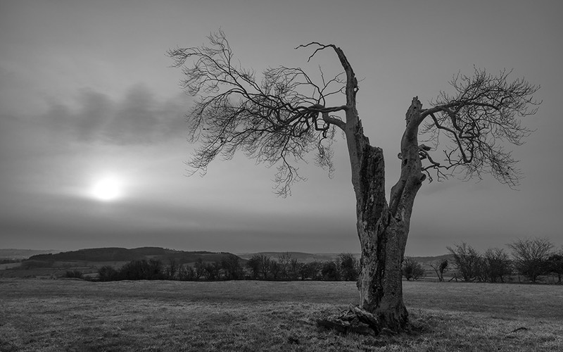 Day 1 - Spilt Tree - On Bredon Hill - 2016