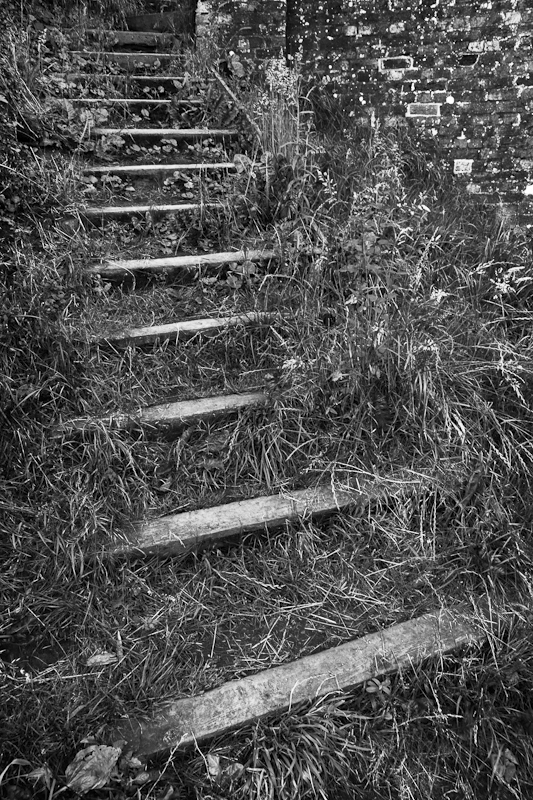 Grassy Steps - Worcester Birmingham Canal