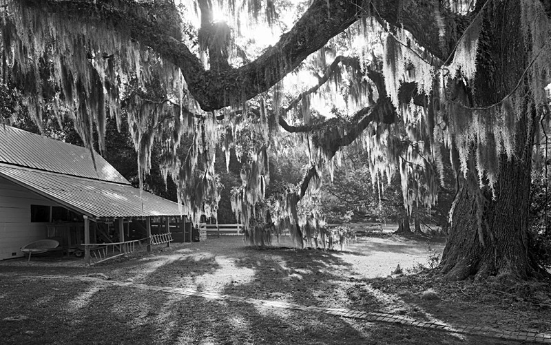1629 - Oak  Barn 2 - USA - 2007 - South Carolina & Georgia