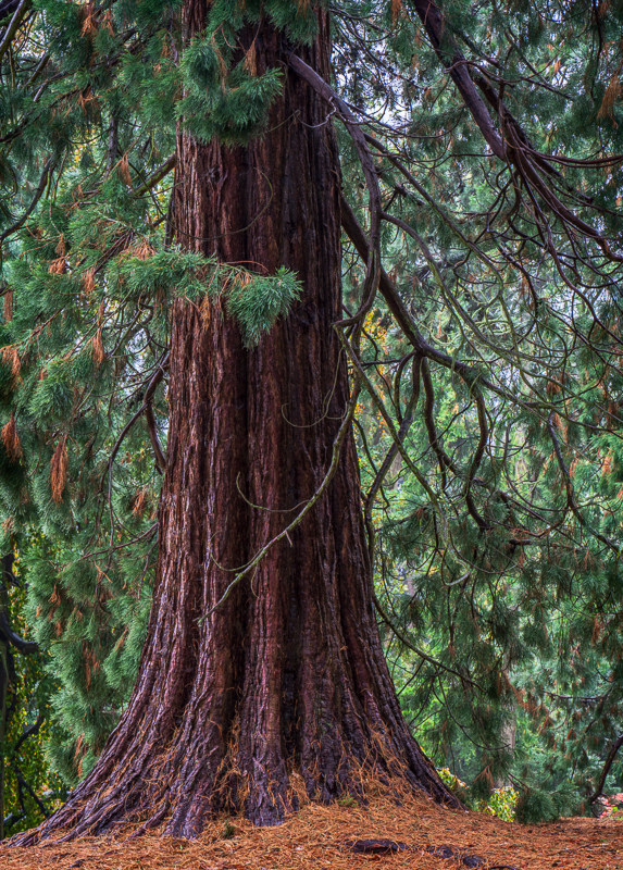 Batsford - 09 - Batsford Arboretum - October 2018