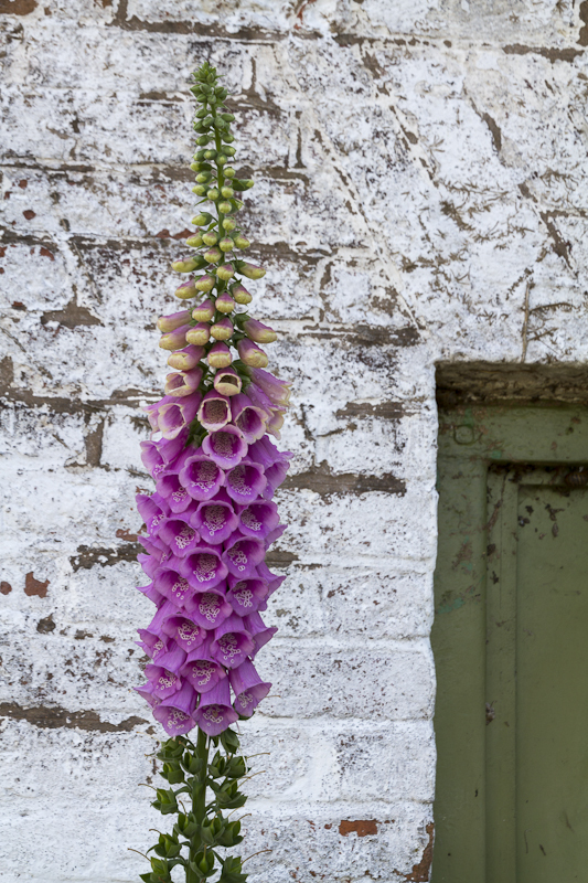Foxglove - Seedheads Flowers and Buds - Worcester Birmingham Canal
