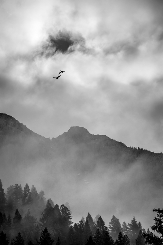 Ravens - Banff & Jasper NPs - September 2018