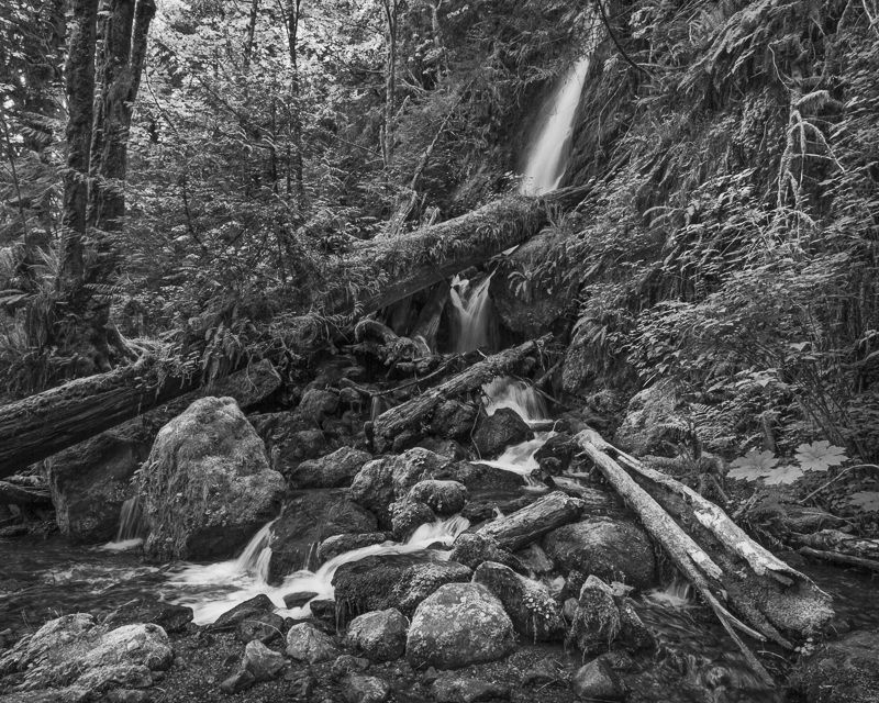 Chaotic Fall into Lake Quinault - USA - 2014 - California, Oregon, Washington