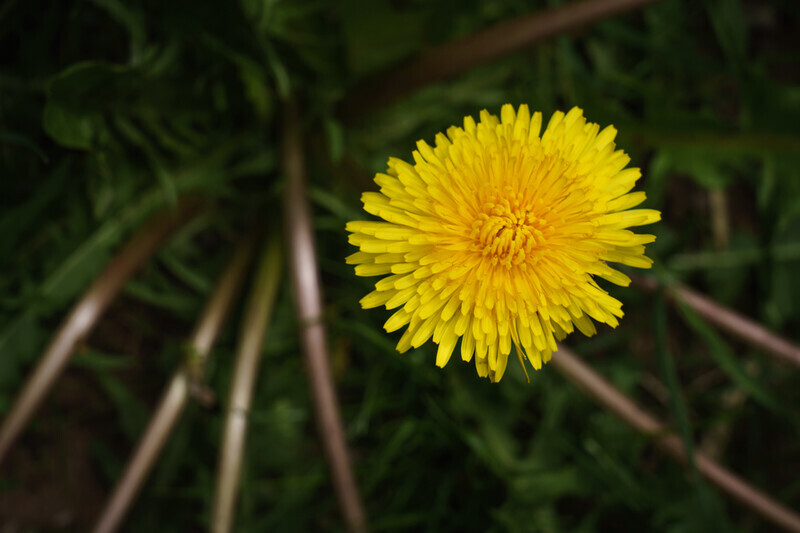 Taraxacum Officinale - Droitwich & Worcester Canals & River Severn