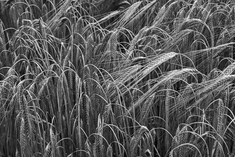 Bent Wheat Ears - Worcester Birmingham Canal