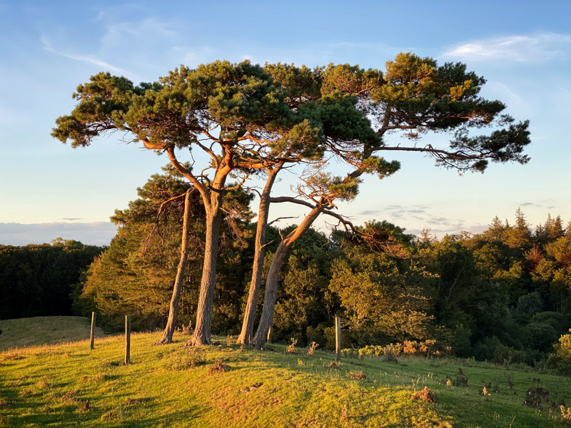 Sunset Pines - Whilst Out and About ...