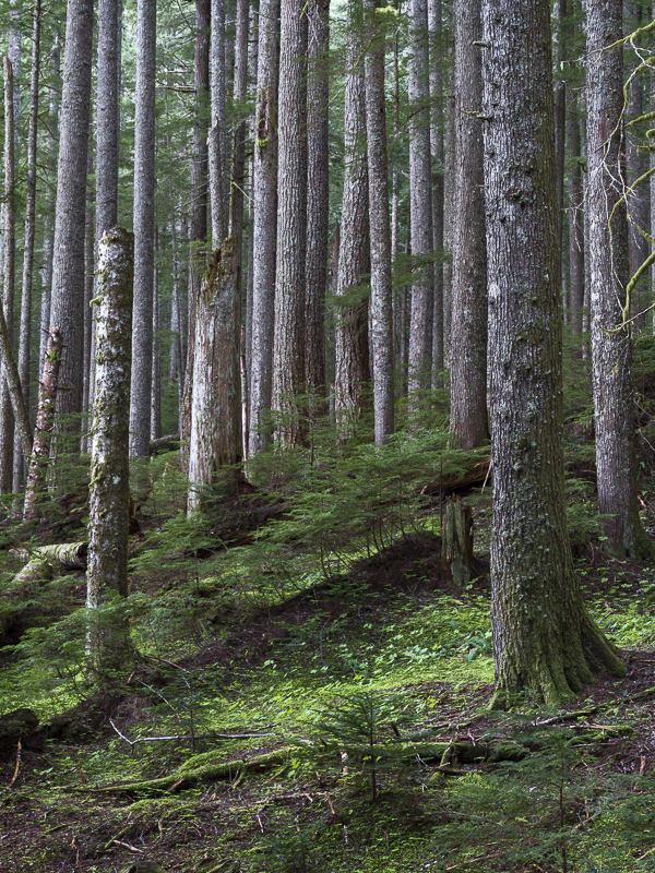 Dusk in Mount Rainier Forest - 1 - USA - 2014 - California, Oregon, Washington