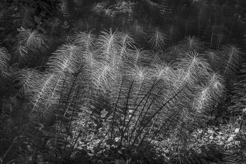 Horsetails - Mono - USA - 2014 - California, Oregon, Washington