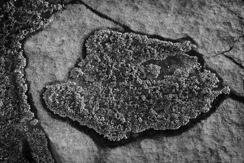 08-Mewslade - ARPS