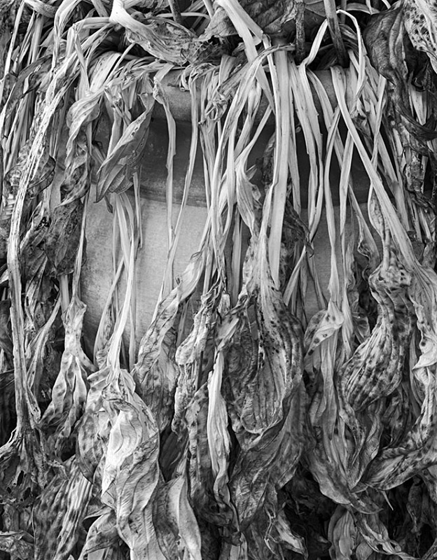 1675 - Hosta Pot 5 - Trees & Plants