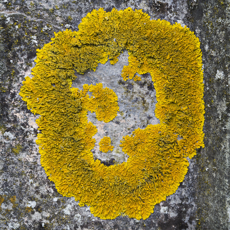 O Lichen - Worcester Birmingham Canal