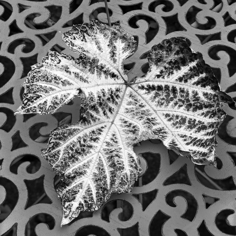 2557 - Vine Leaf Table - Trees & Plants