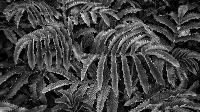 Mono Leaves - Whilst Out and About ...