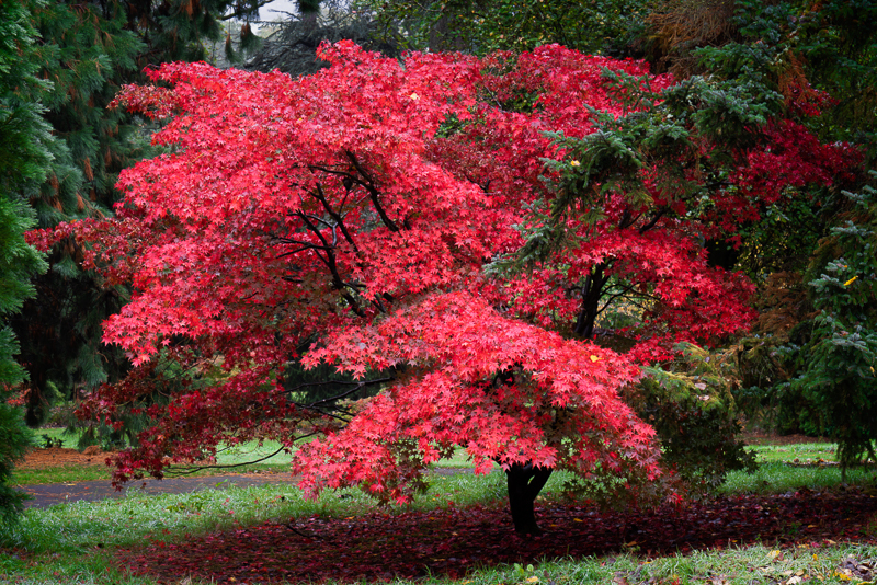 Batsford - 04 - Batsford Arboretum - October 2018
