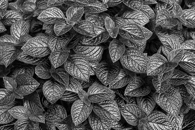 Metallic Leaves - Isle of Skye - 2017