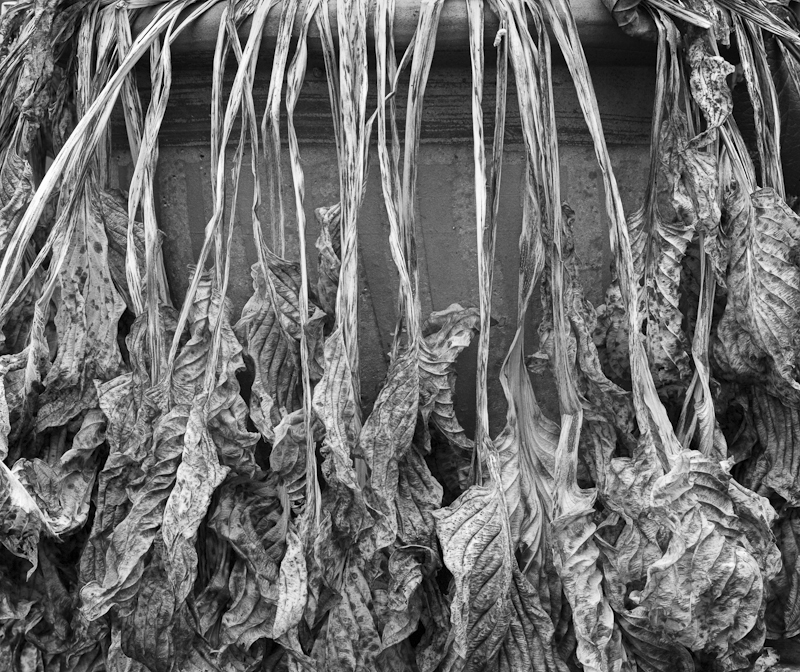 2558 - Hosta Pot - Trees & Plants