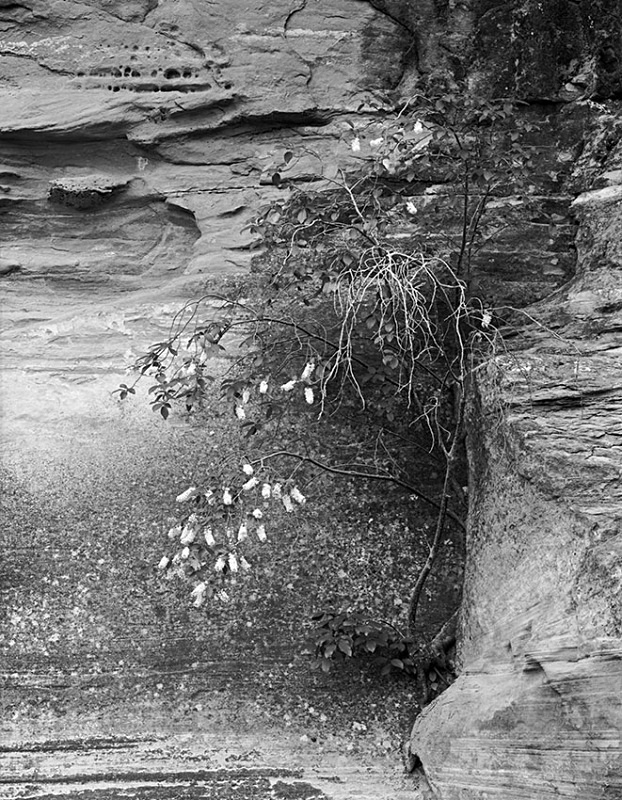 0424 - Flowering from the Crevice - USA - 1996 to 2004 - Utah, Nevada, New Mexico, Arizona & Colorado