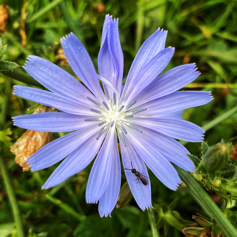 Bug on Chicory - Whilst Out and About ...