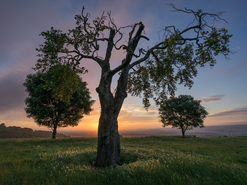 Day 31 - Three Tree Sunrise - On Bredon Hill - 2016