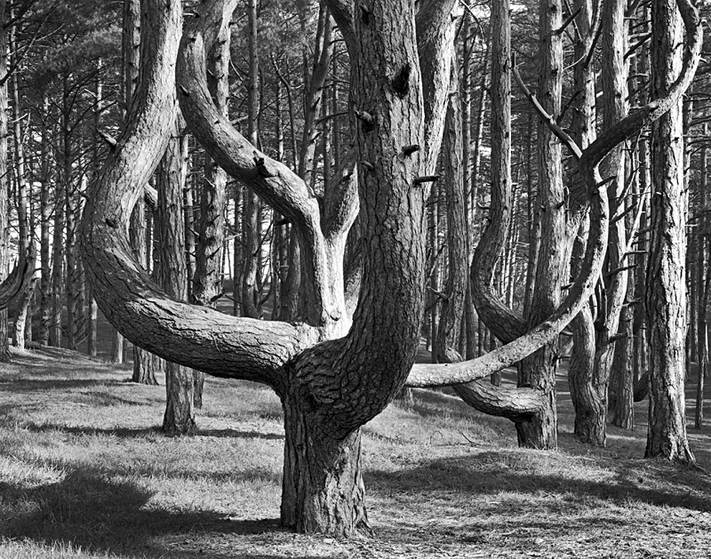 0072 - Tulip Pine - Trees & Plants
