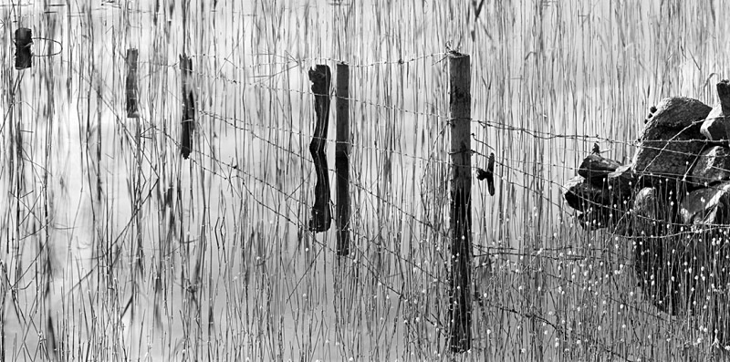 1220 - Islandeady Lough Reeds 6 - Images from Ireland