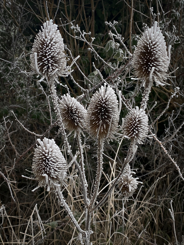 Frosted Teazels - Whilst Out and About ...