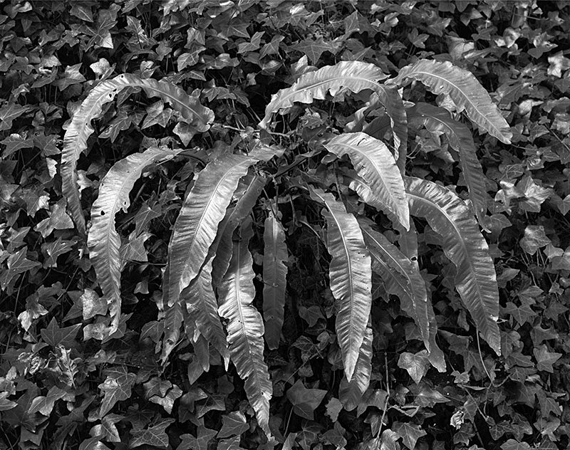 2218 - Hartstongue Fern in Ivy - The Cotswold Way - 2009