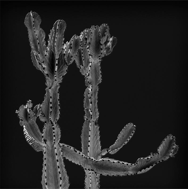 La Gomera-13 - La Gomera - Tropical Garden - July 2019