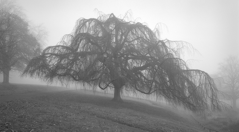 2431 - Weeping Beech in Fog - Trees & Plants