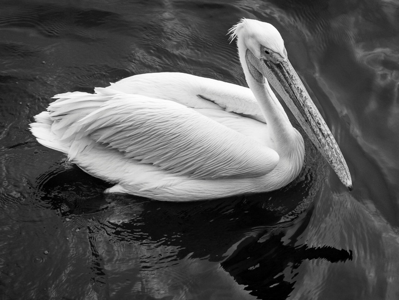 Great White Pelican - Namibia - 2014